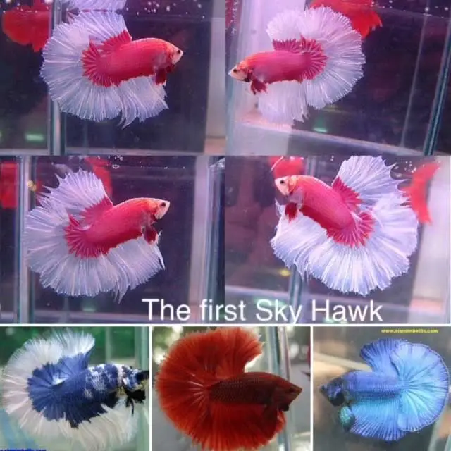 Story-of-Sky-Hawk-Betta