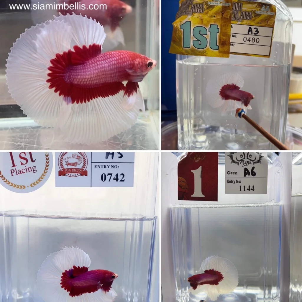 Salamander Halfmoon Betta Triple Trophy awards