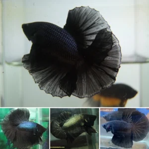 Thai betta best sale fish for sale