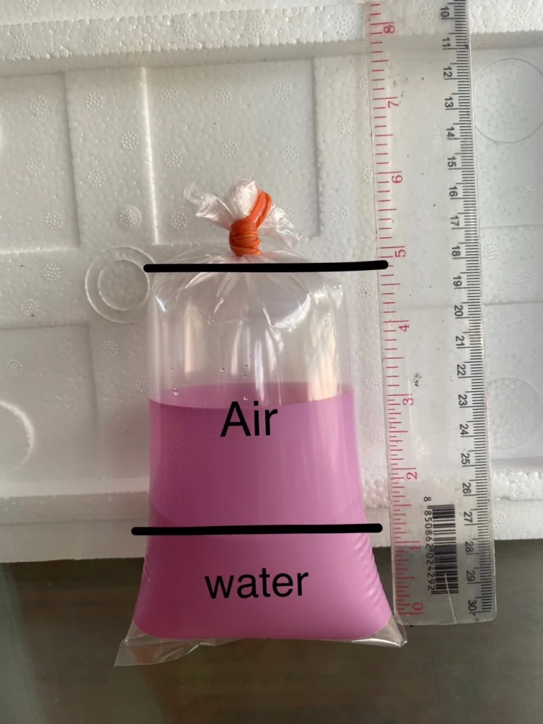 How to ship betta fish to abroad safety