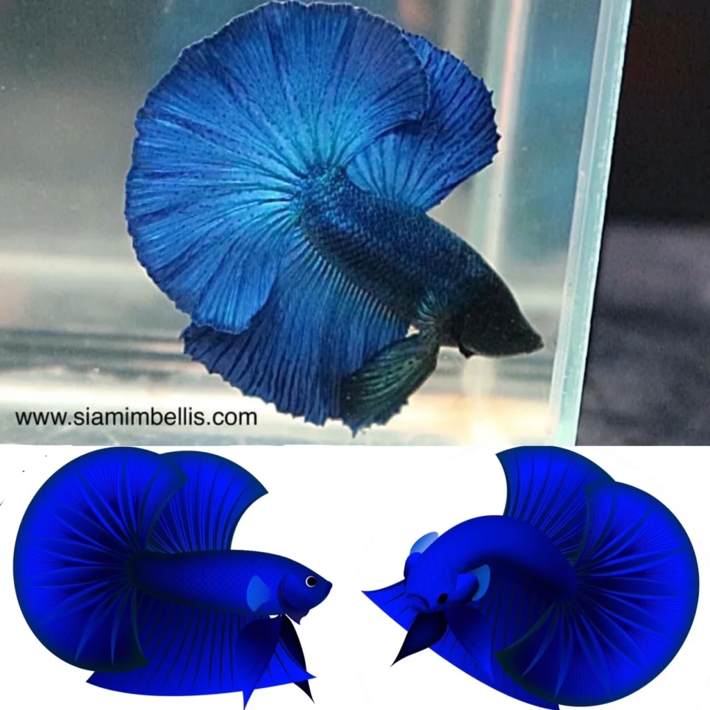 Halfmoon betta fish standards of Plakad Association ( Thailand )