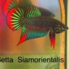 Betta Siamorientails
