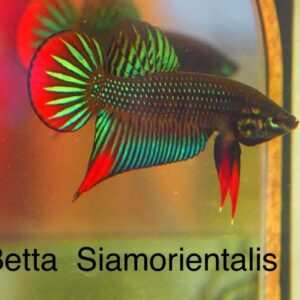 Betta Siamorientails
