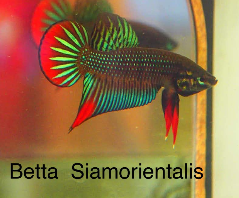 Betta Siamorientails