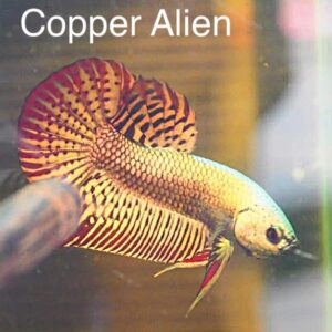 Copper Alien