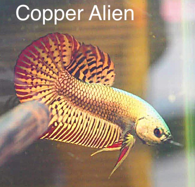 Copper Alien