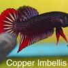 Copper Imbellis