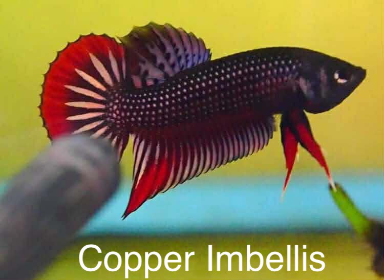 Copper Imbellis