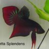 Betta Splendens