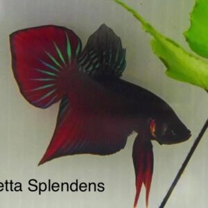Betta Splendens