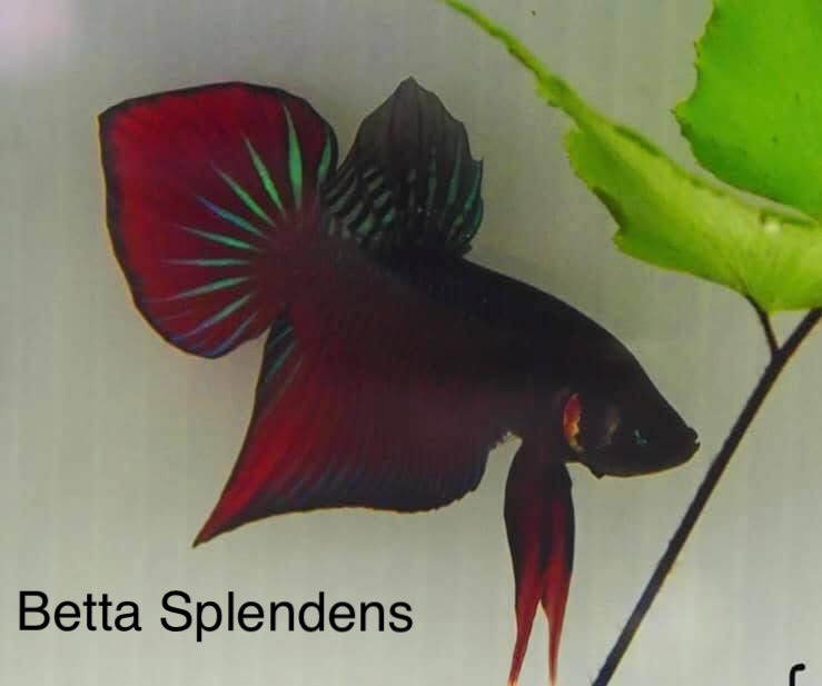 Betta Splendens