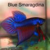 Blue Smaragdina