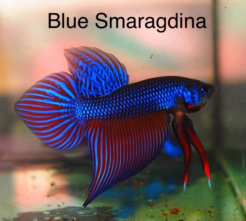 Blue Smaragdina