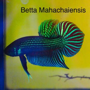 Betta Mahachaiensis