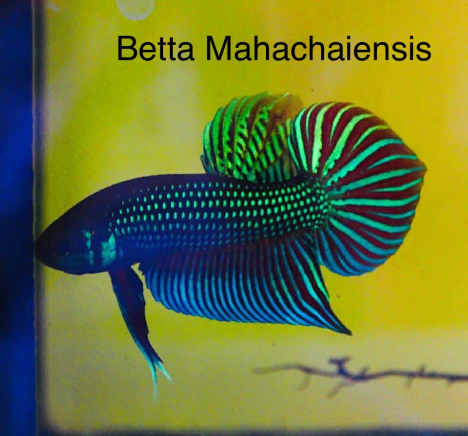 Betta Mahachaiensis