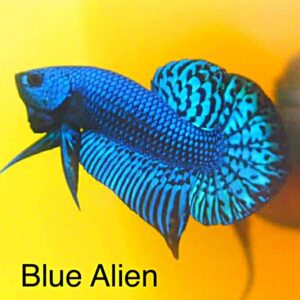 Blue Alien