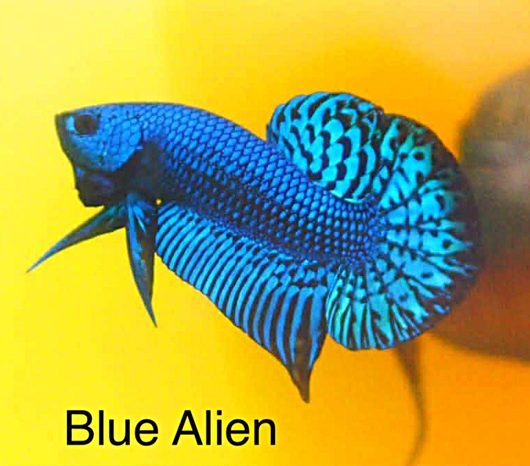 Blue Alien
