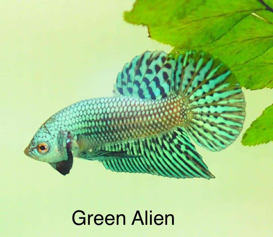 Green Alien