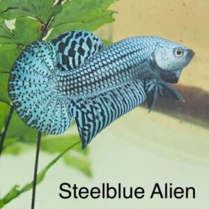 Steelblue Alien