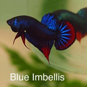 Blue Imbellis