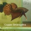 Copper Smaragdina