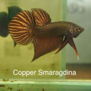 Copper Smaragdina