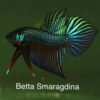 Betta Smaragdina