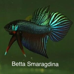Betta Smaragdina