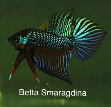 Betta Smaragdina