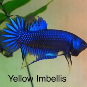 Yellow Imbellis