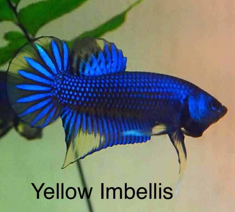 Yellow Imbellis